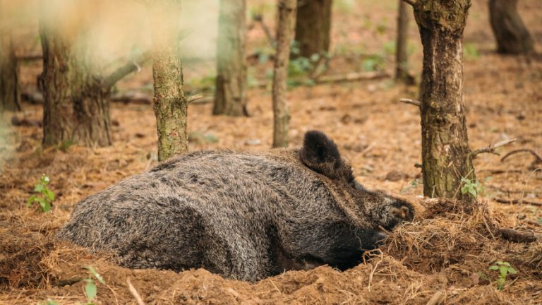 Belarus. Wild Boar Or Sus Scrofa, Also Known As The Wild Swine,