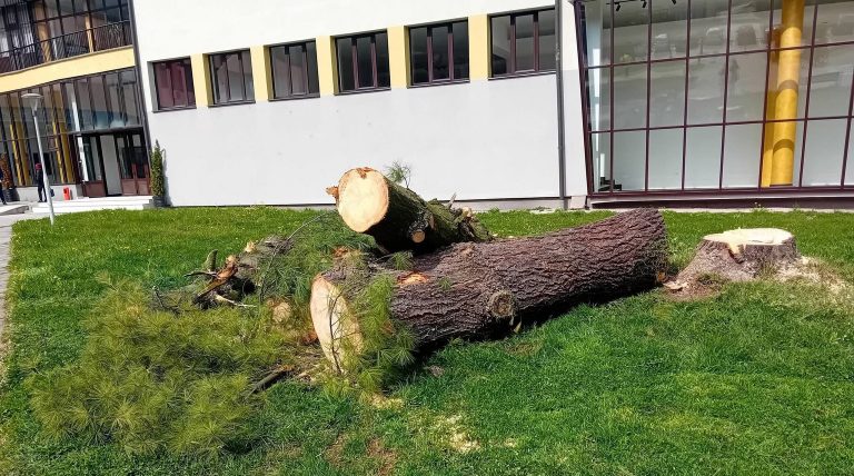 EKOCID U CENTRU GRADA  Pod krinkom oblikovanja rezu borove stare 40 godina – Novi Travnik gubi svoja pluca (4)