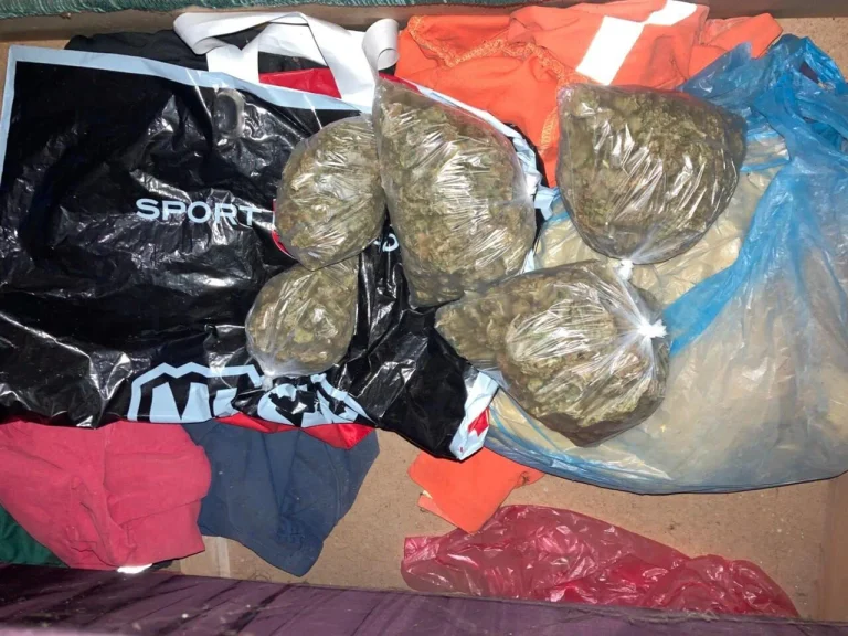 Pronadena-marihuana-1-e1746877967996